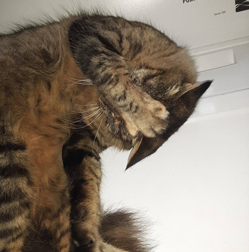 Meet your Posher, Tiffany